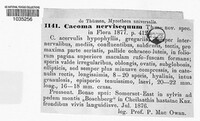 Image of Milesina nervisequa